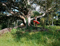 Gumtree
