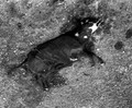 Bestiarium Australiensis